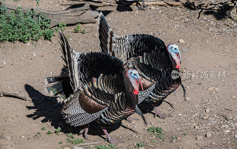 野火鸡(Meleagris gallopavo)是一种高地野禽，原产于北美，是现存的两种火鸡之一，也是火鸡目中最重的一种。男性显示。马德拉峡谷，亚利桑那州。圣丽塔山脉。